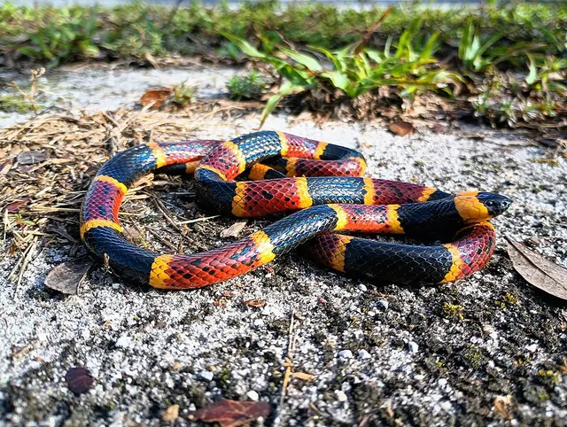 Micrurus