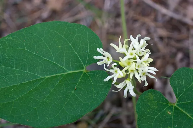 Matelea baldwyniana