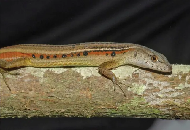 Cercosaura ocellata