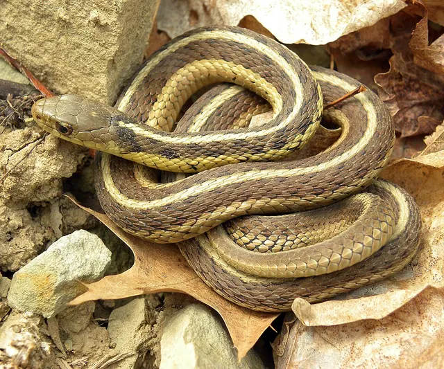 Garter snake