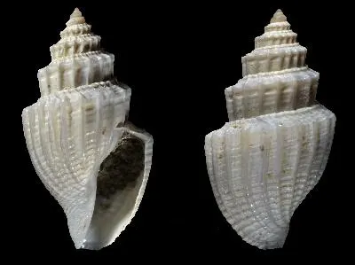 Mioawateria vivens