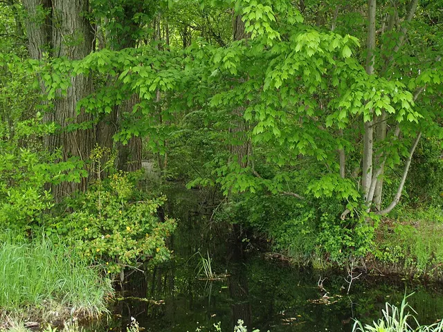 Tanyard Branch