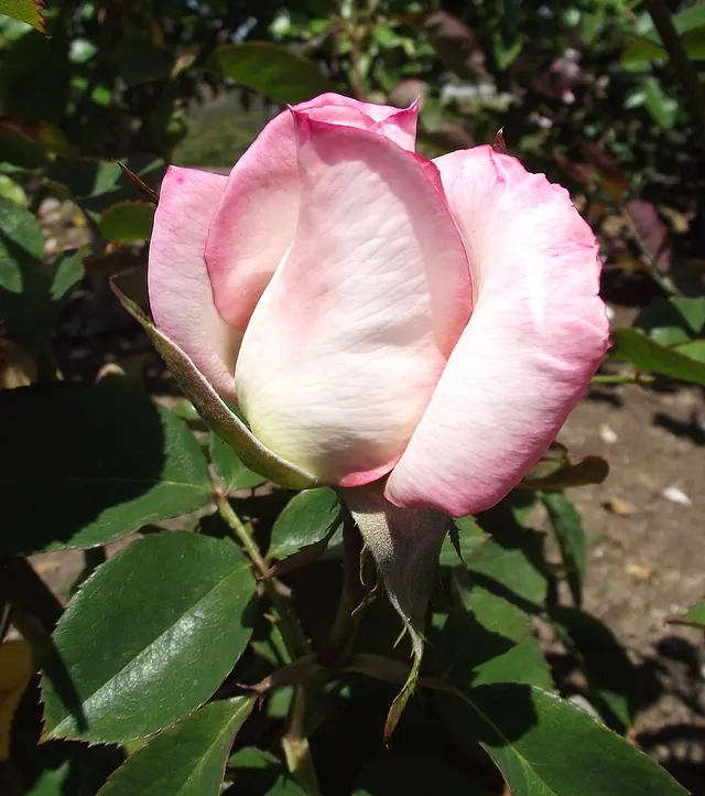 Rosa 'Secret'