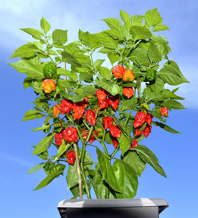 Hottest chili pepper