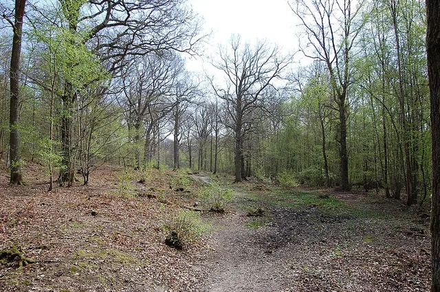 Flatropers Wood