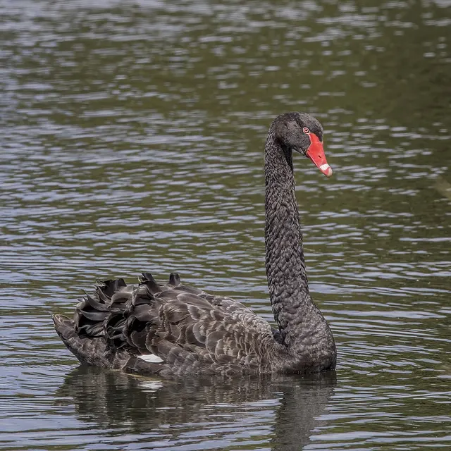 Cygne noir