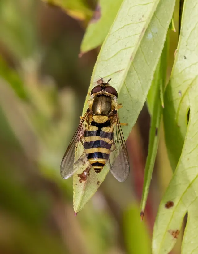 Syrphus rectus