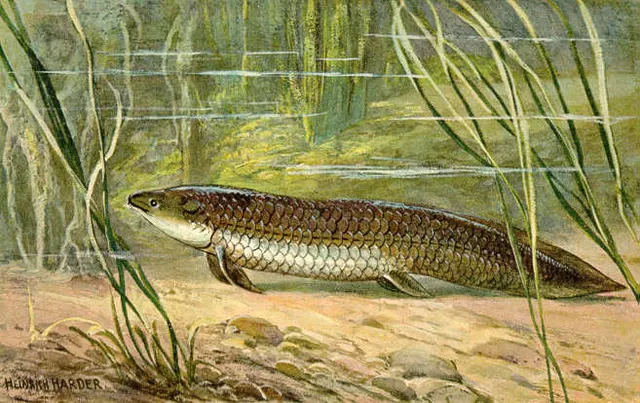 Ceratodontidae