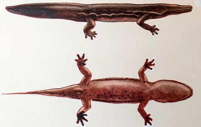 South China giant salamander