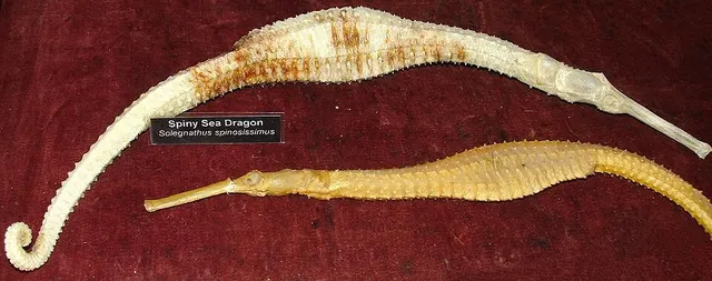 Spiny pipehorse