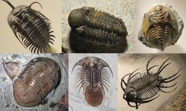 Trilobite