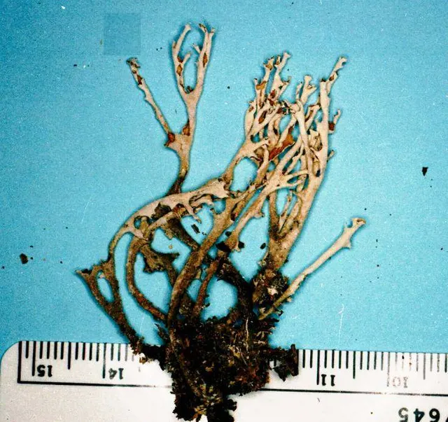 Cladonia cenotea