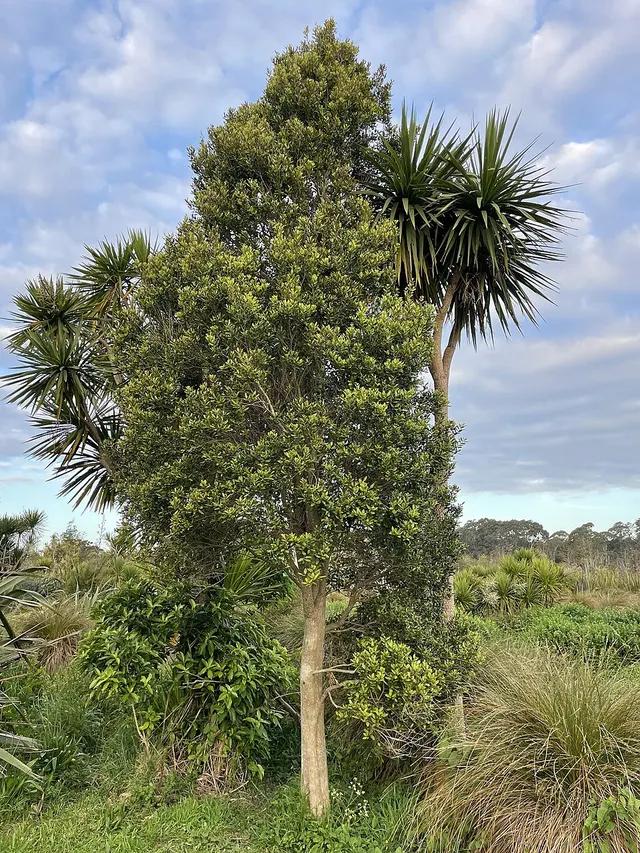 Syzygium maire
