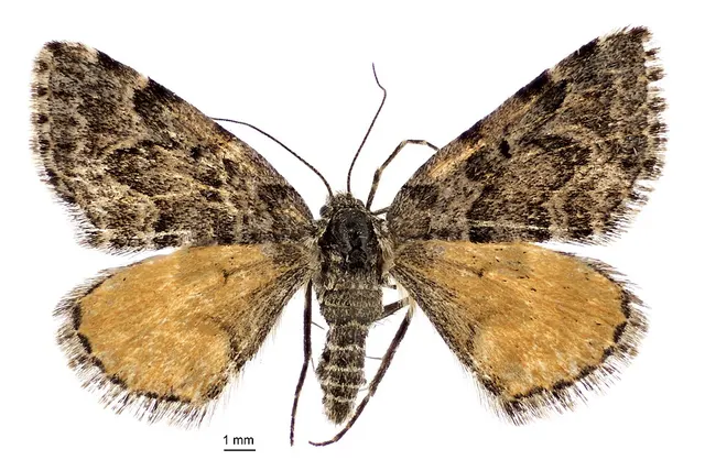 Arctesthes titanica