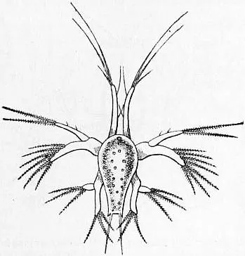 Bilateria