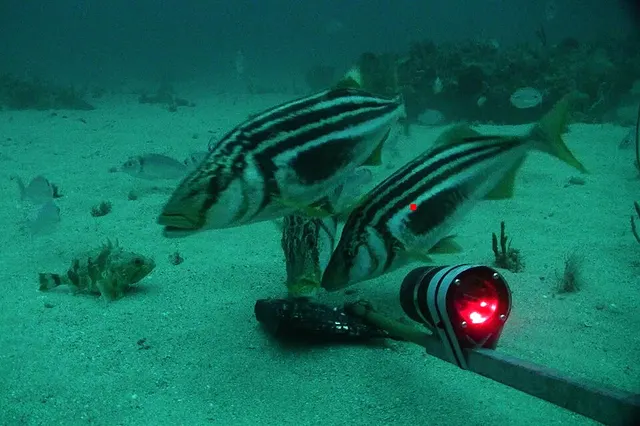 Latris lineata