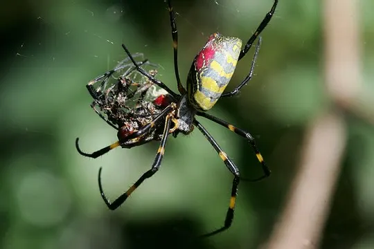 Spider cannibalism