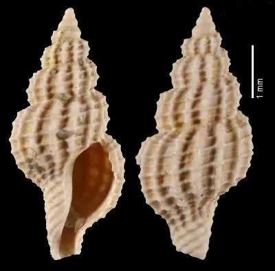 Raphitoma exasperata