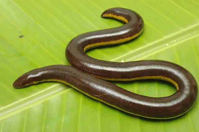 Ichthyophis kodaguensis