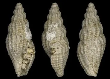 Raphitoma perplexa