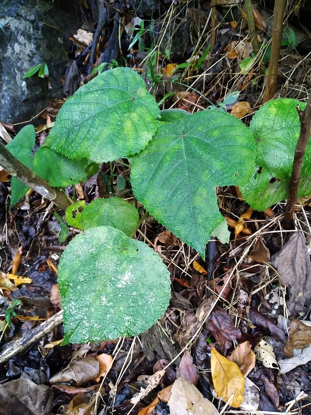 Dendrocnide moroides
