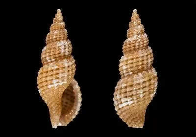 Raphitoma smriglioi