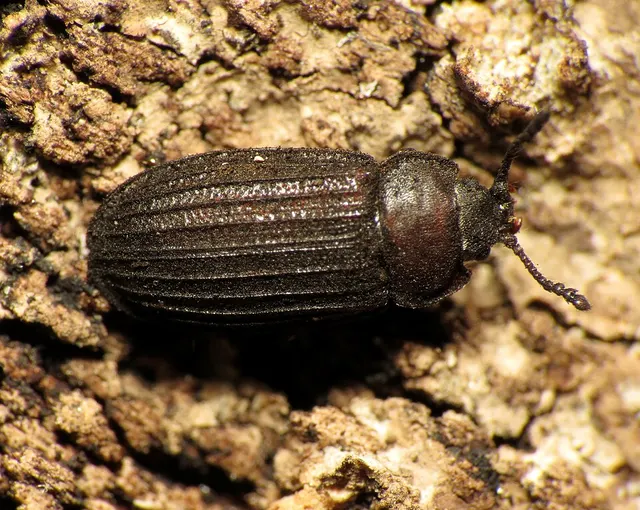Lophocateridae