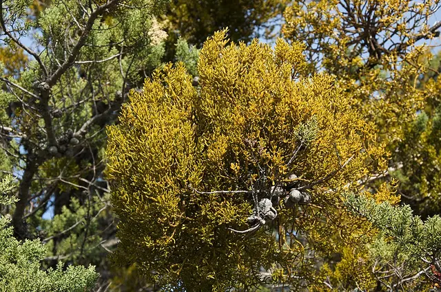 Phoradendron bolleanum