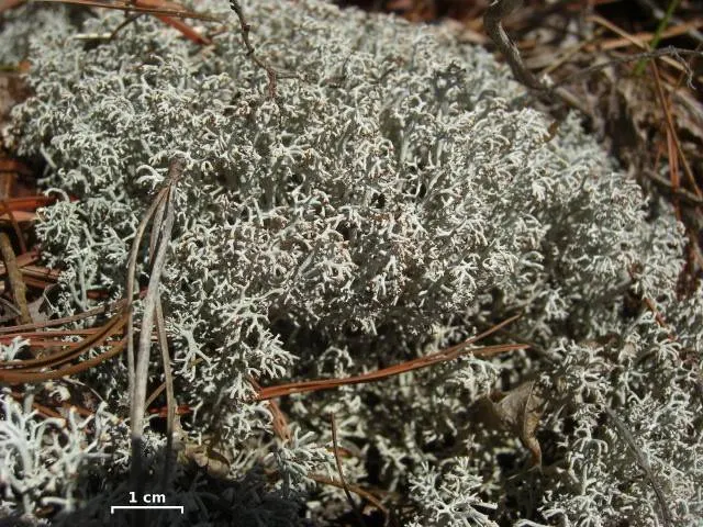 Cladonia rangiferina