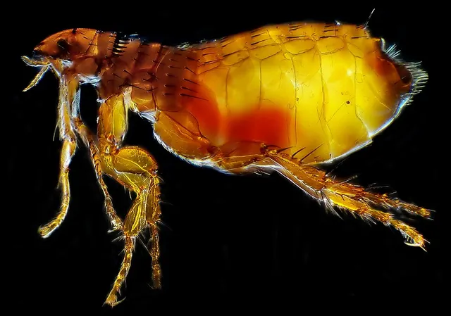 Ctenocephalides felis