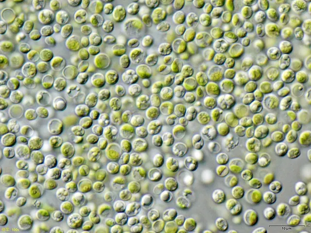 Chlorella