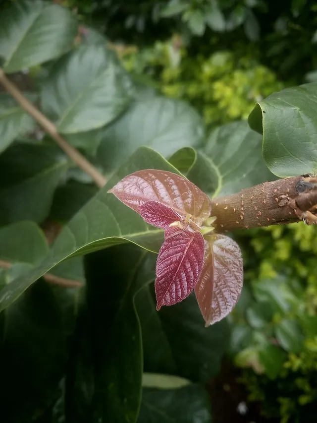 Holoptelea integrifolia