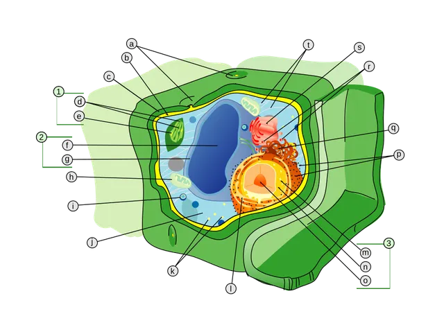 Cell wall