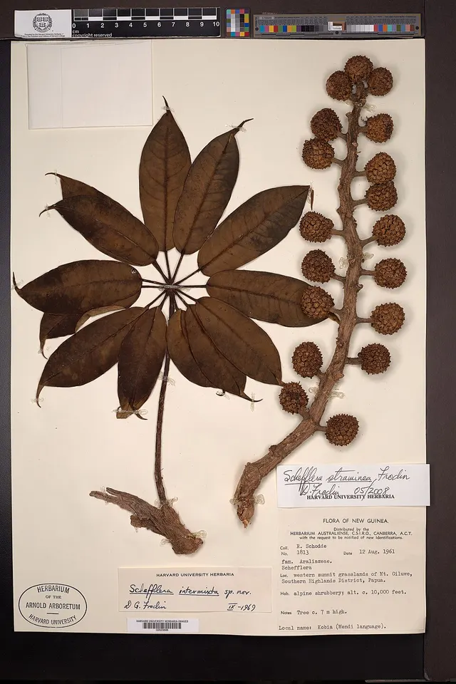 Heptapleurum stramineum