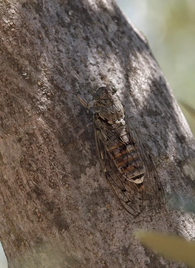 Cicada barbara lusitanica