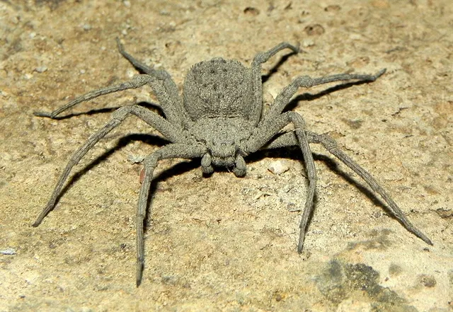 Sicarius ornatus