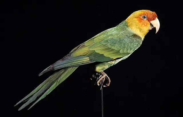 Conure de Caroline