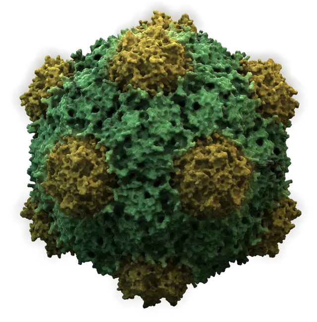 Cowpea mosaic virus