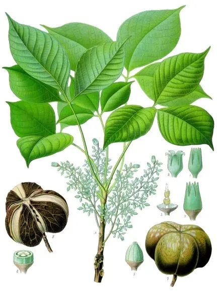 Hévéa