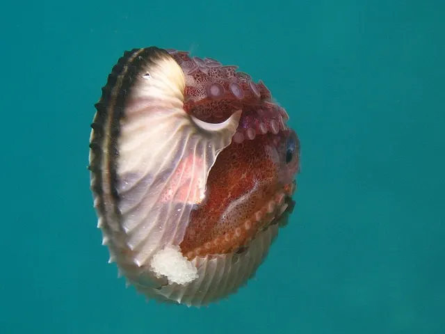 Argonaut
