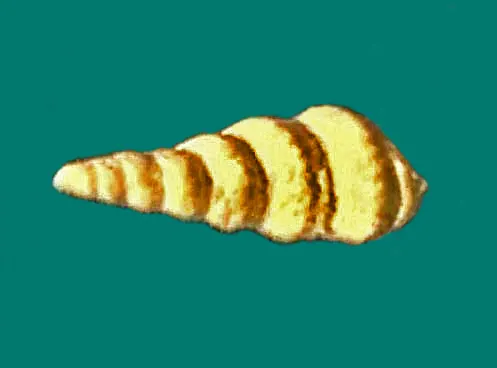Zygopleura