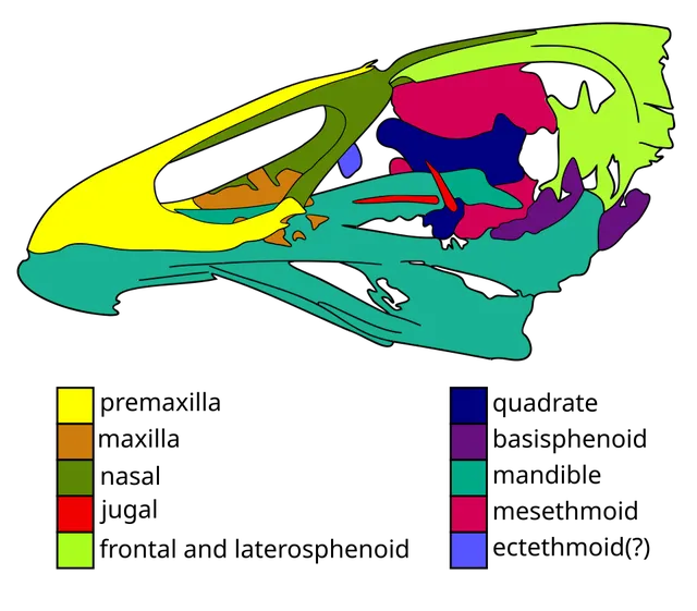 Asteriornis