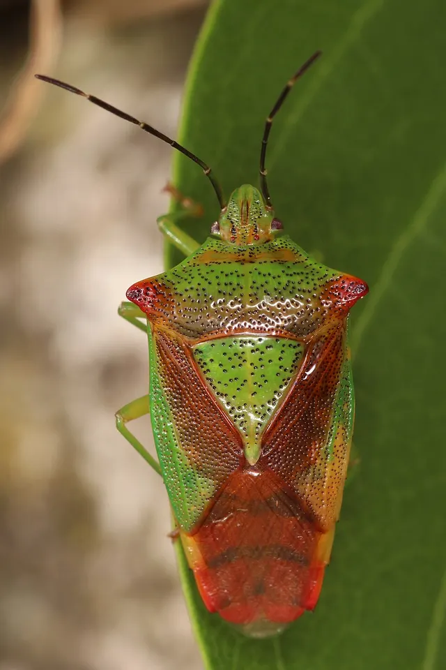 Acanthosoma