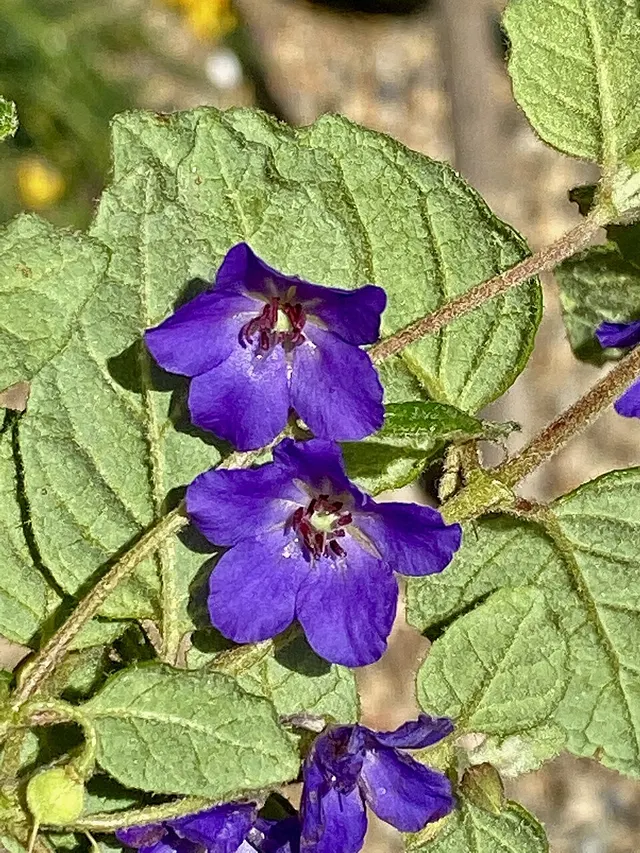 Tremandra