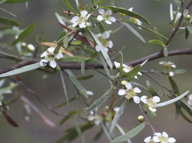 Aggreflorum brachyandrum