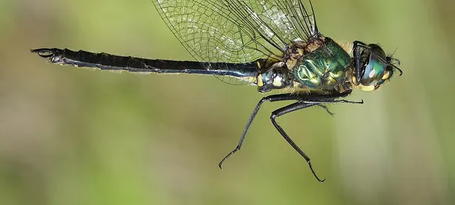 Somatochlora graeseri