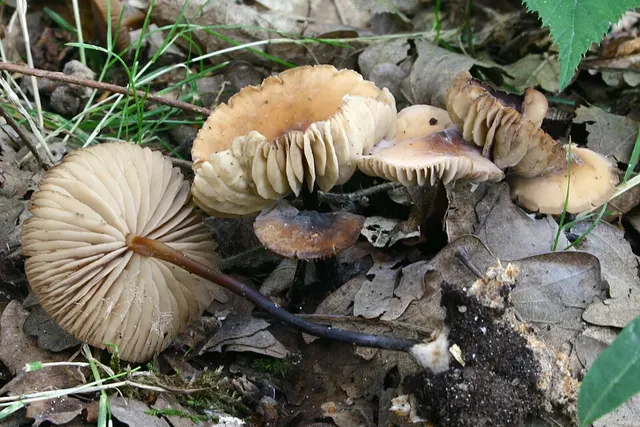 Marasmius cohaerens
