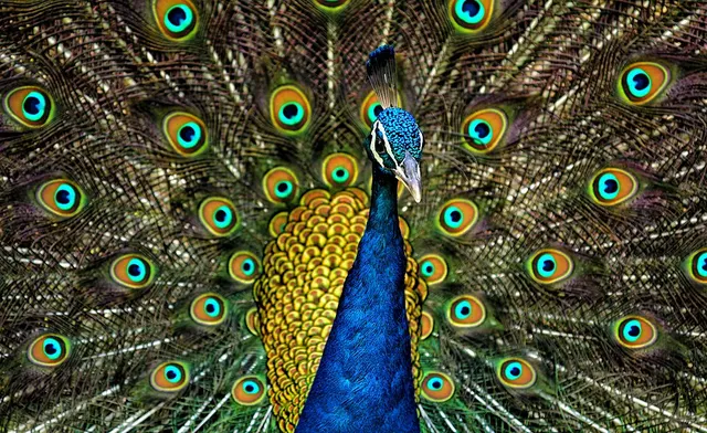 Peafowl