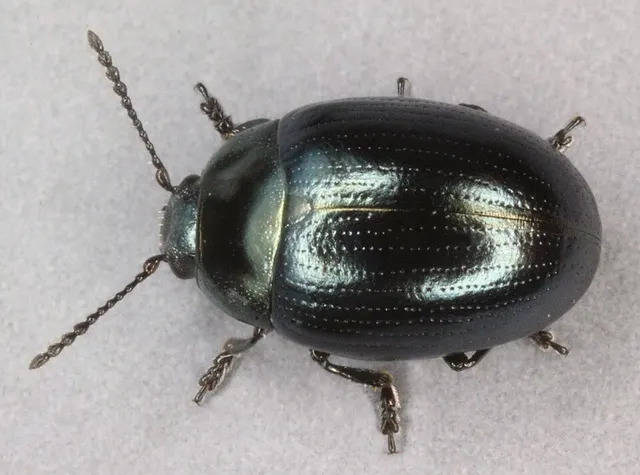 Phaedon tumidulus