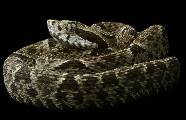 Bothrops monsignifer